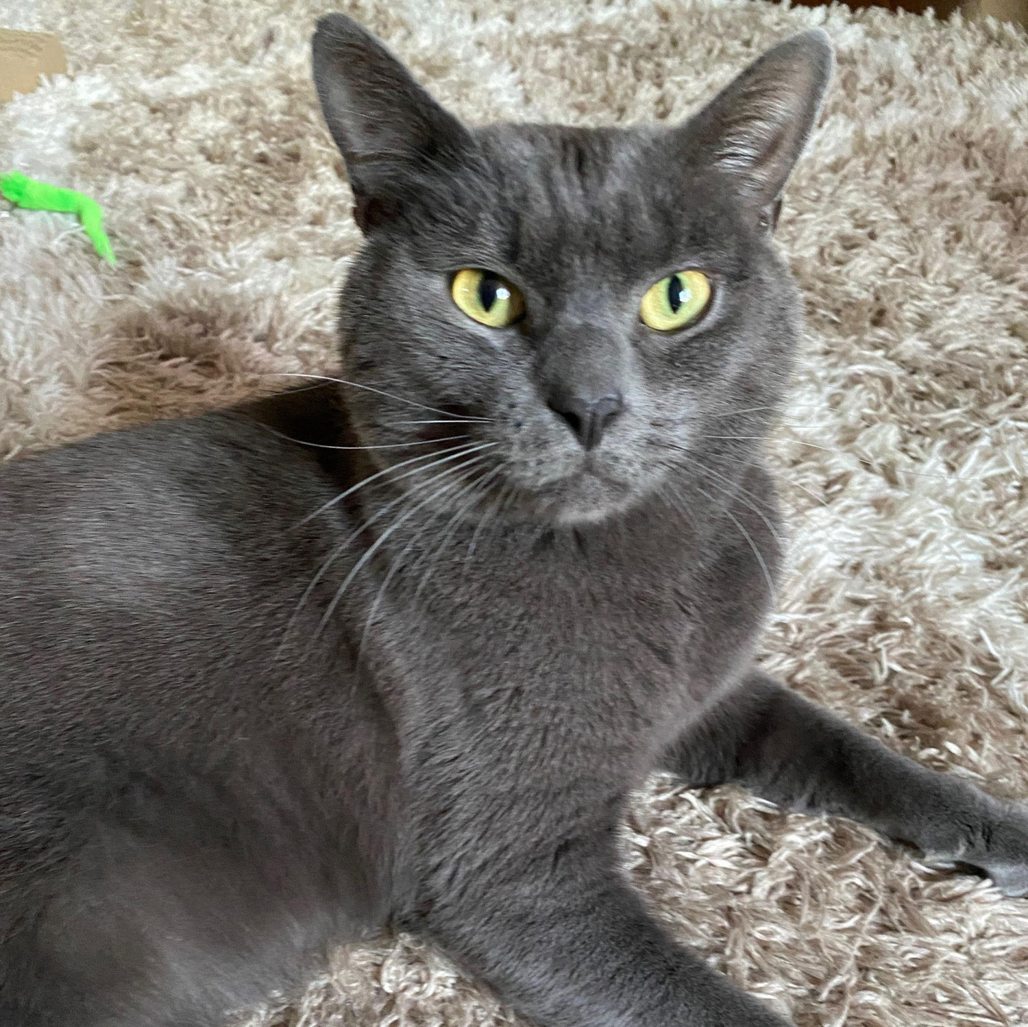 Our little kitty, Ozzie!