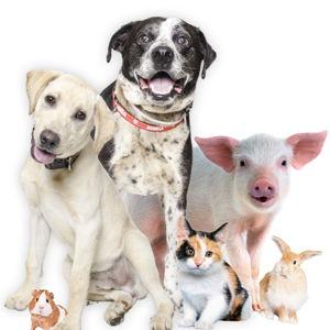Donations to the Young-Williams Animal Center