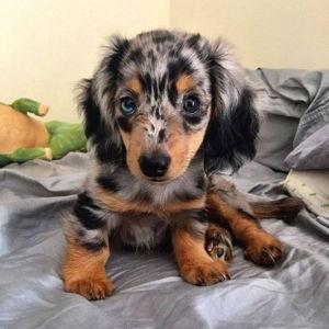 New Puppy!