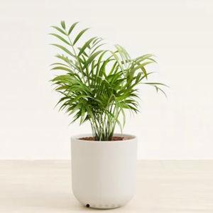 Parlor Palm