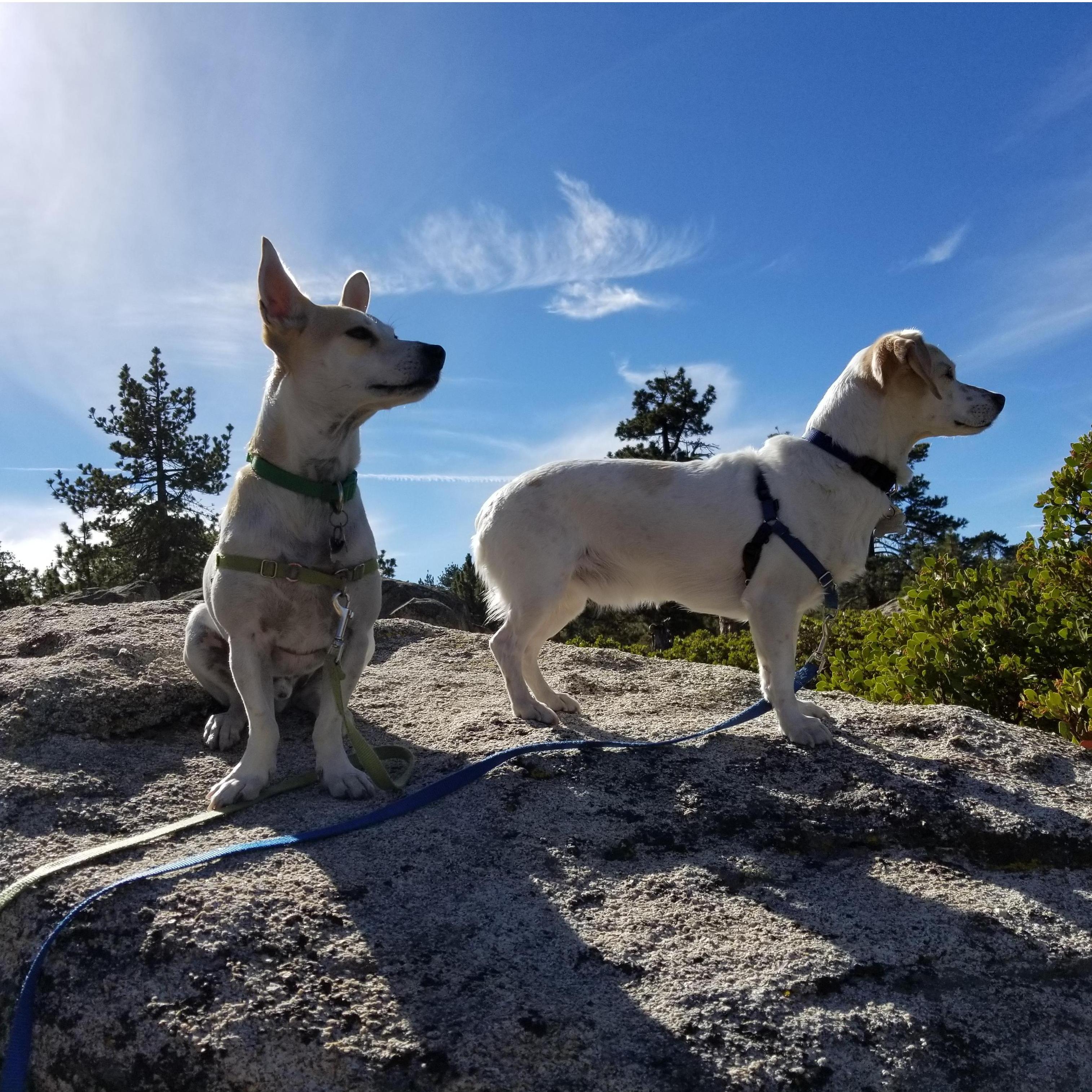 Adventure Dogs!