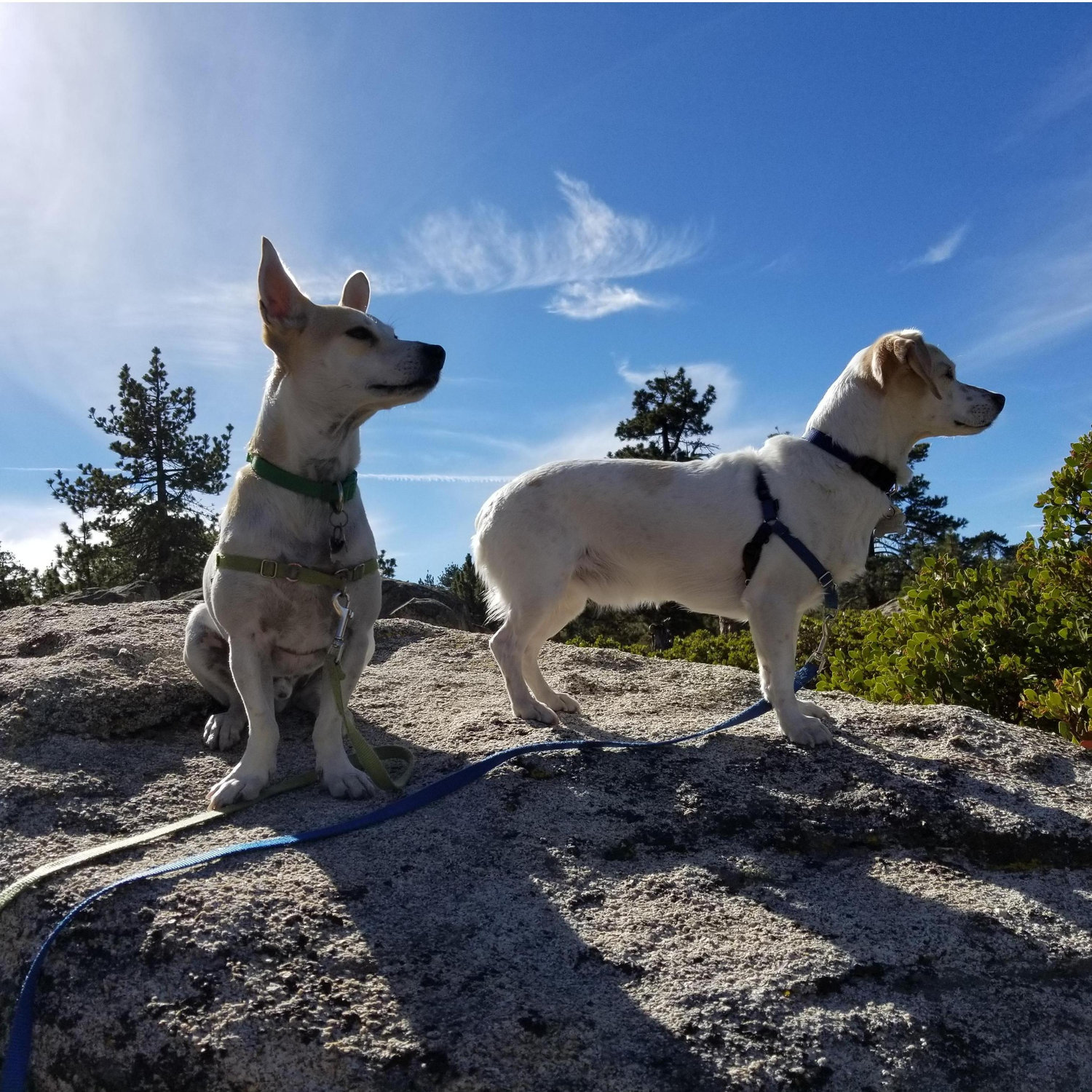 Adventure Dogs!