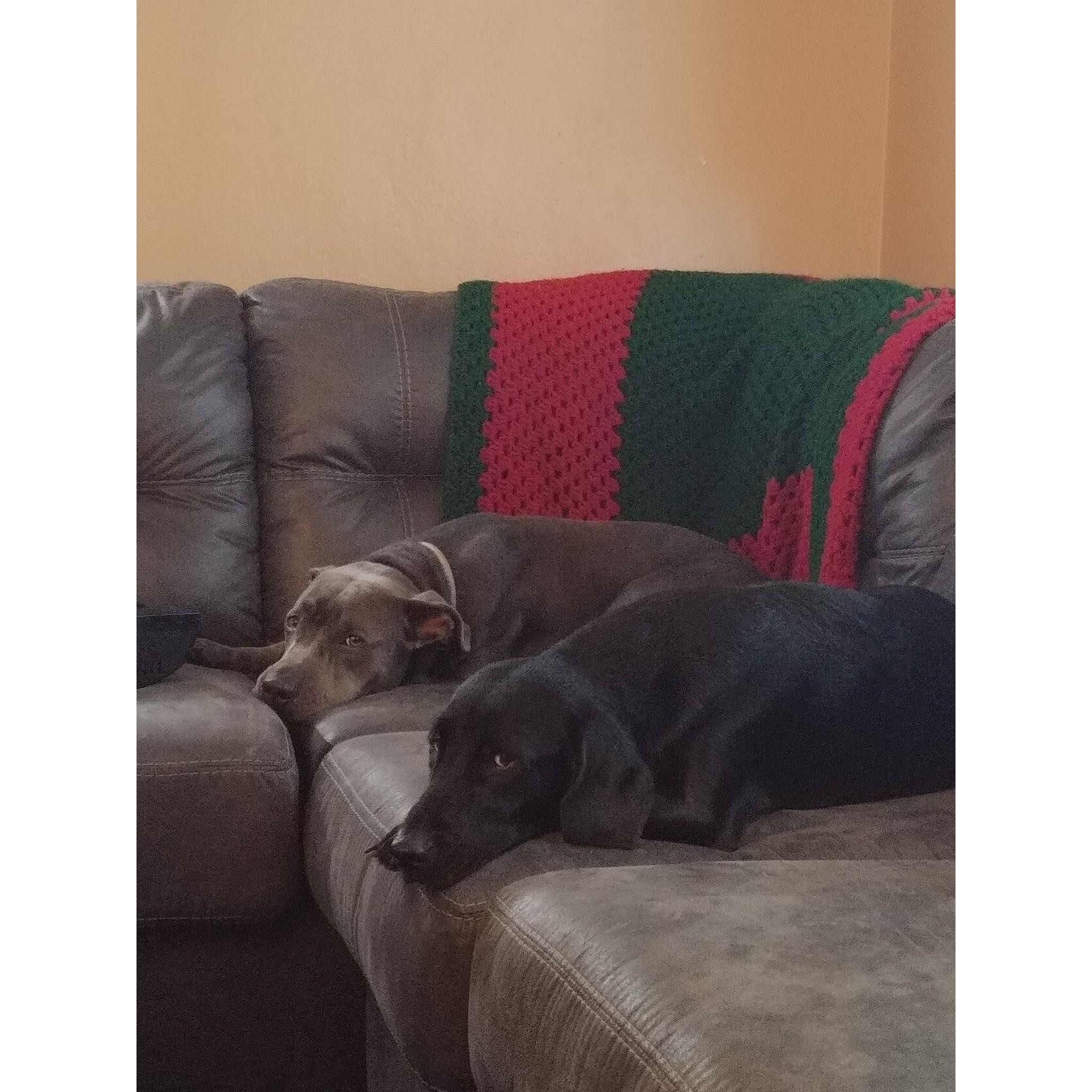 Booker and Daisy shortly after we adopted Daisy