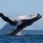 Whale Watching Tour