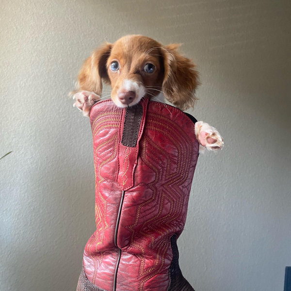 Year's Supply Of Pet Treats
