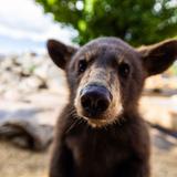 Yellowstone Bear World