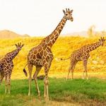 The Living Desert Zoo & Gardens