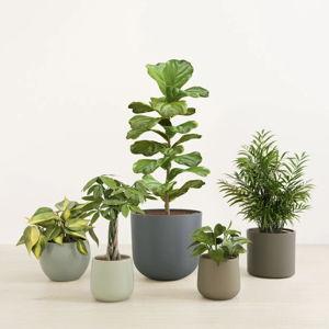 easyplant Gift Card