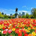 The Public Garden