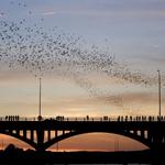 Congress Avenue Bridge
