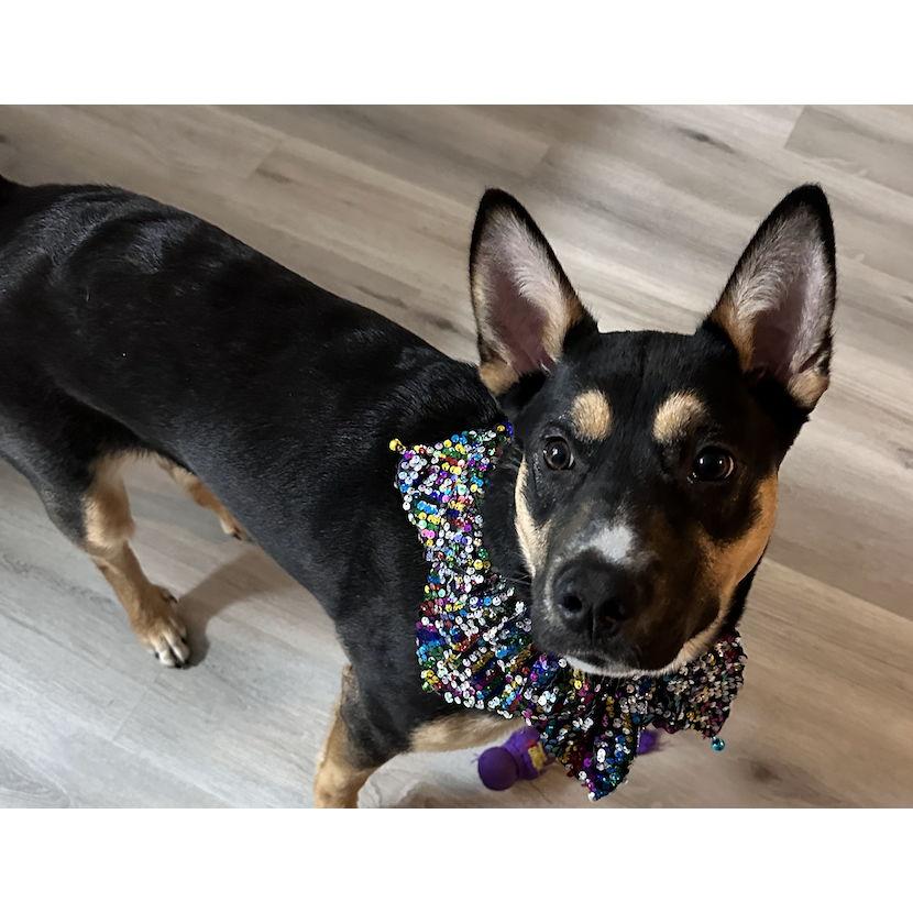 Roxie now—still as wild and lovable as ever!