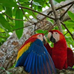 Birding Excursion