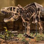 Carnegie Museum of Art and Natural History