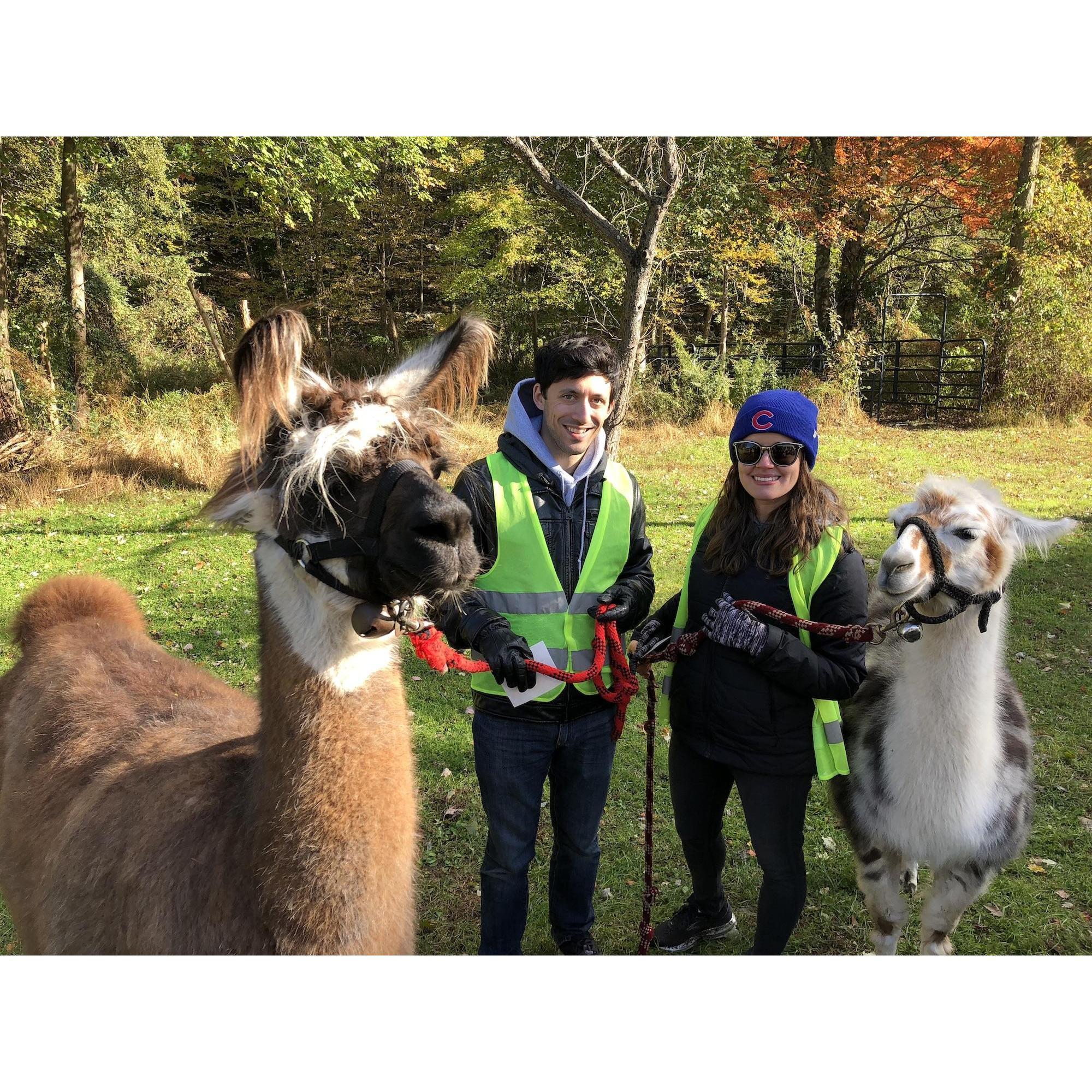 Hiking with alpacas!