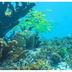 Arrecife de Puerto Morelos National Park