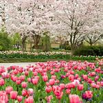 The Dallas Arboretum and Botanical Garden