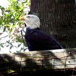 Center for Wildlife Education