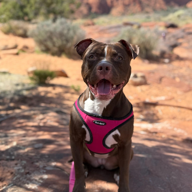 Dog Sitter For Our Honeymoon