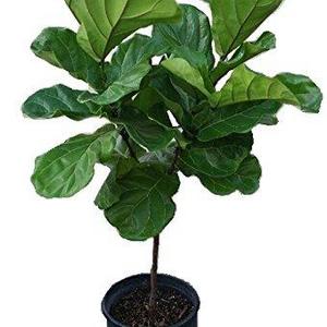 Fiddle Leaf Fig Tree Plant in 12" Black Pot - About 54" Tall - Ficus Lyrata Tree