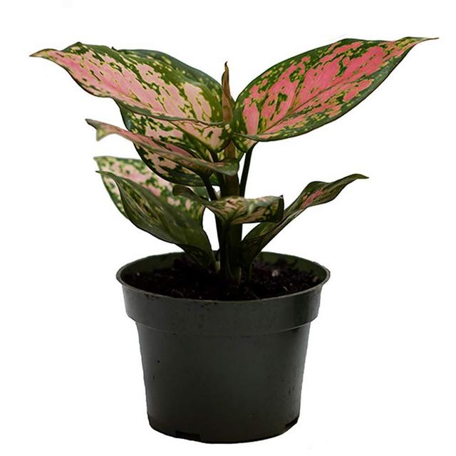 American Plant Exchange Aglaonema Chinese Evergreen Hot Pink Valentine Wishes Live Plant, 4" Pot, Indoor/Outdoor Air Purifier