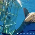 Dive with Sharks