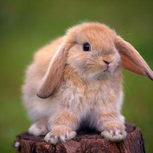 Caro´s future bunny