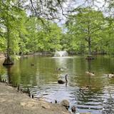 Swan Lake Iris Gardens