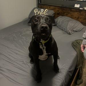 Our Pet Toy Fund