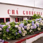 Chá Gorreana