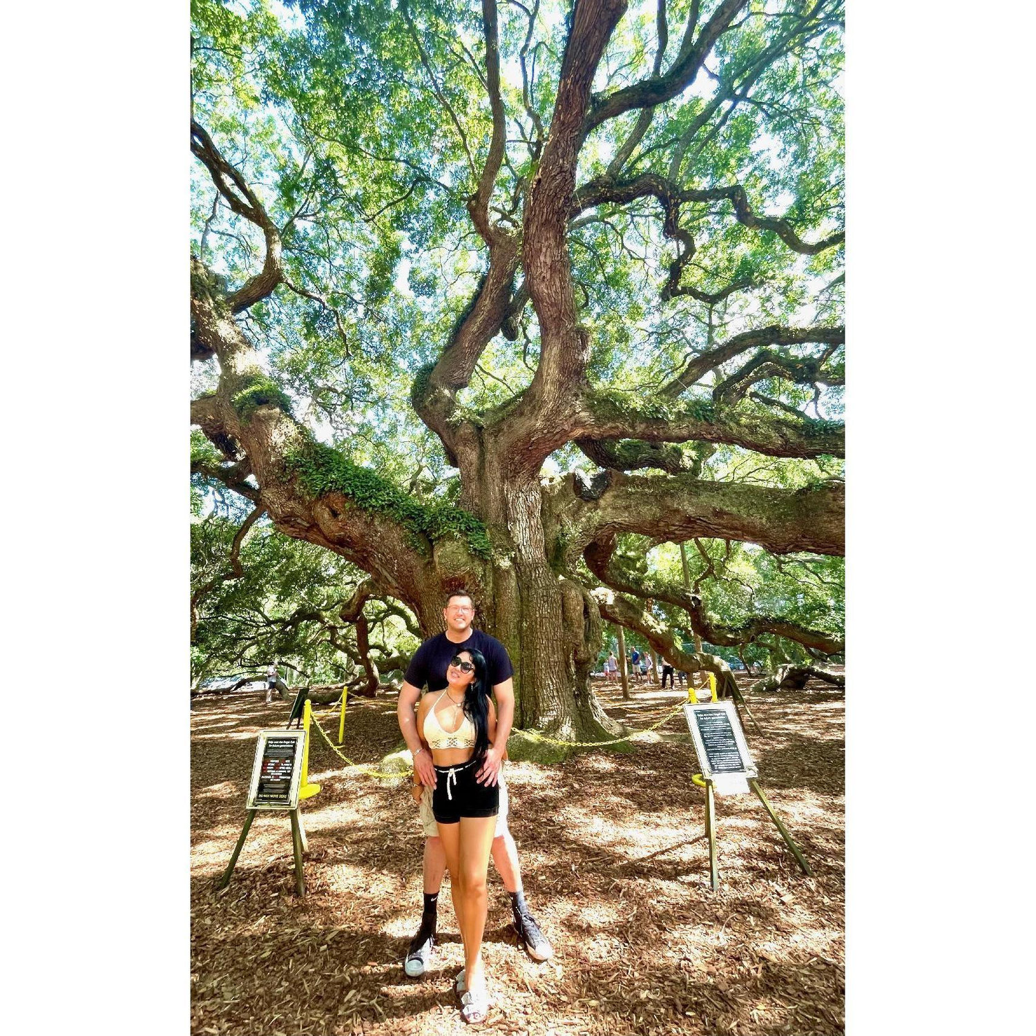 This tree is one of the oldest tree we have ever seen and they say if you kiss under this tree your love will be eternal...