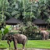 Elephant Safari Park Lodge Bali