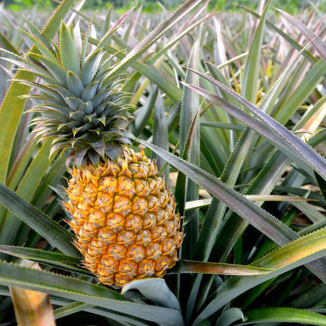Pineapple farm tour🍍