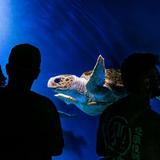 Birch Aquarium