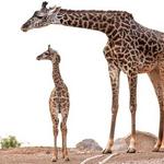 Phoenix Zoo
