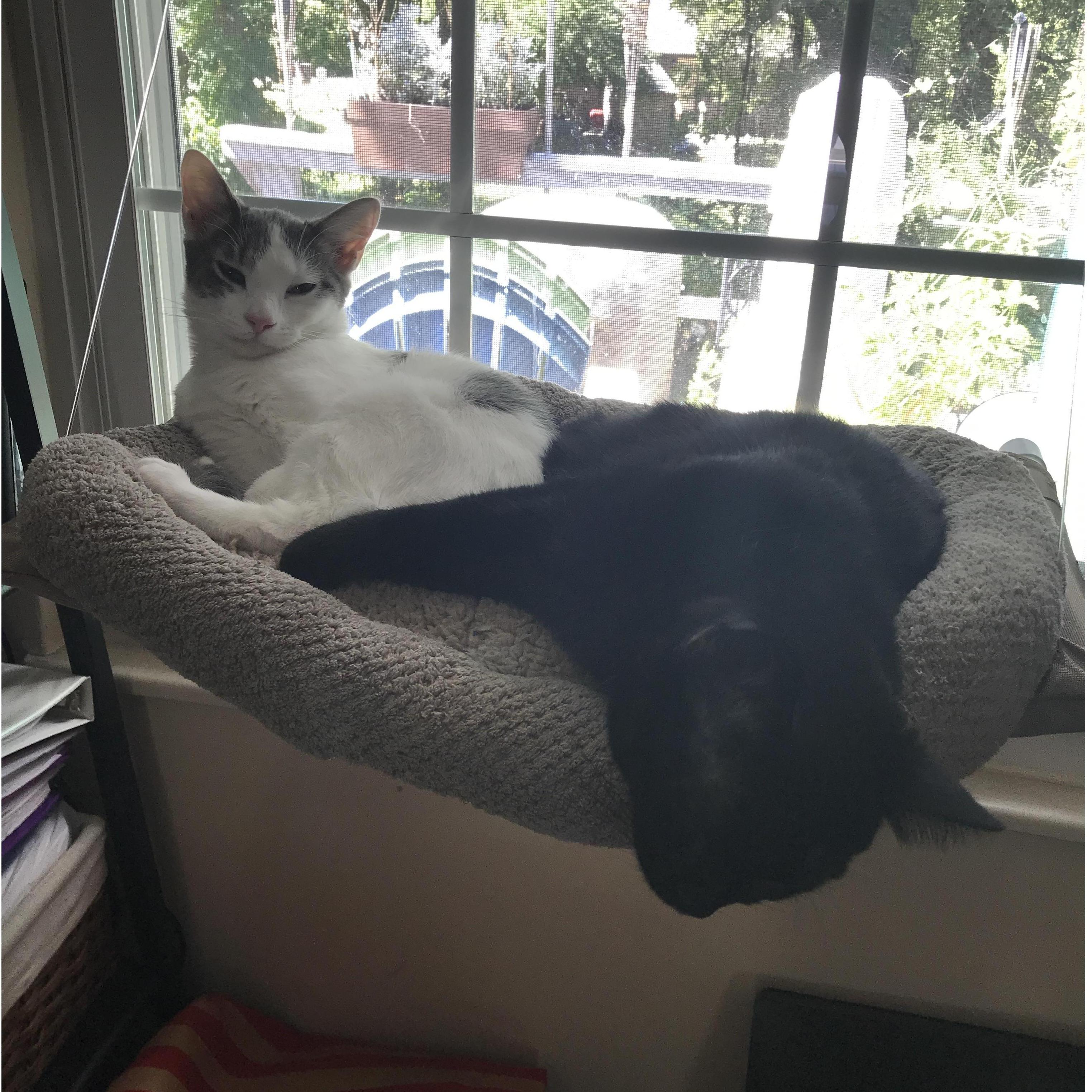Our 2 adopted fur babies, Toothless Booger and Quill Goober :)