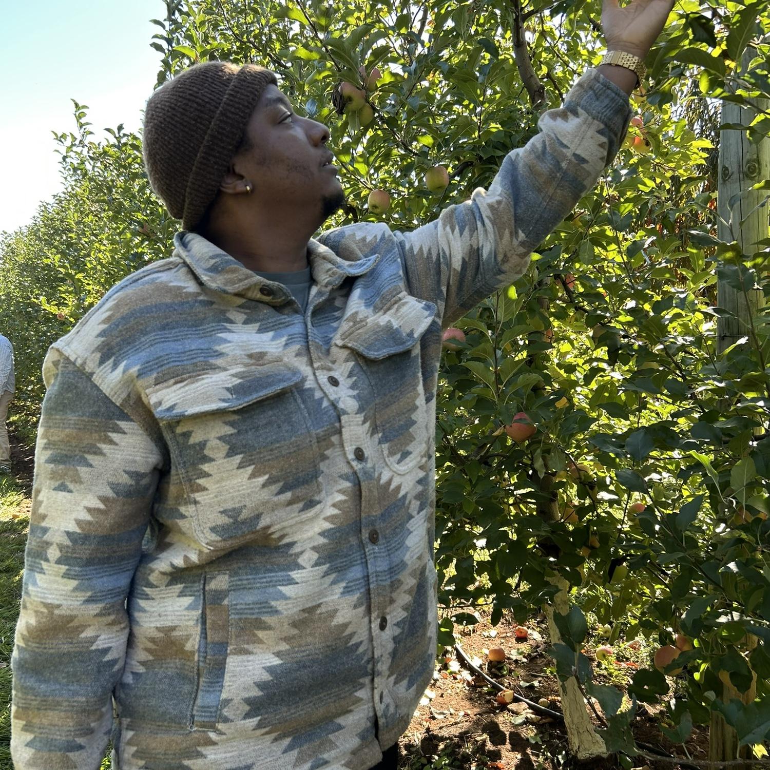 Apple picking at Chiles