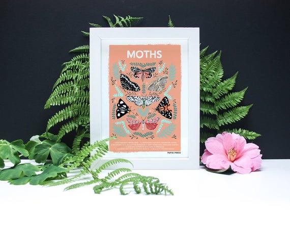 Moths Natural History Print - A4 or A3 Artists Print