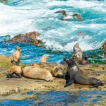 La Jolla Cove