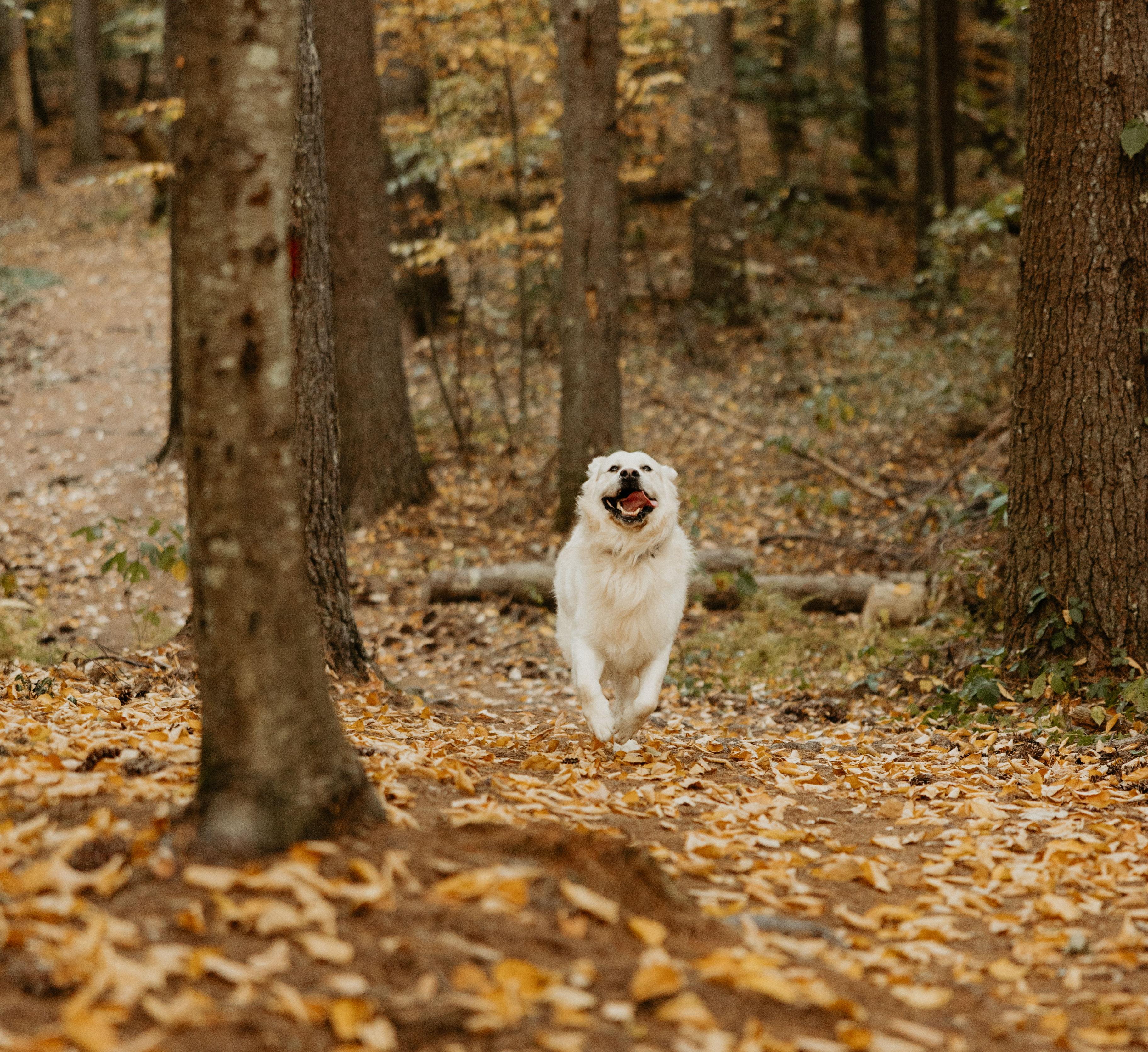 The Wedding Website of Rachel Elizabeth Larrivee and Kyle Brandon Tupper