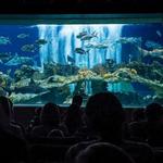 OdySea Aquarium