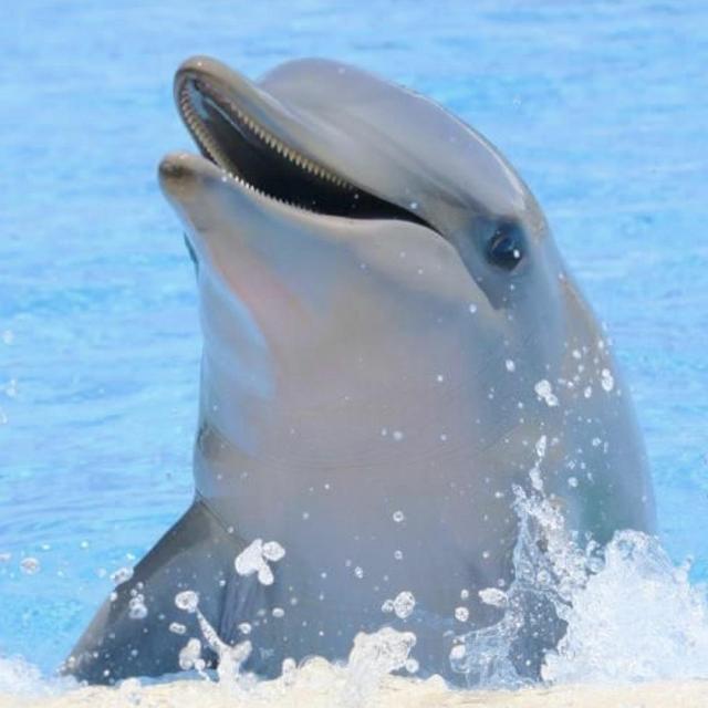 Swimming with Dolphins - Honeymoon