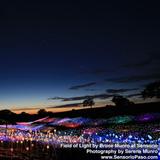 Sensorio Light Exhibit in Paso Robles