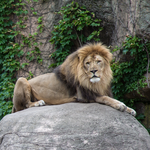 Lincoln Park Zoo