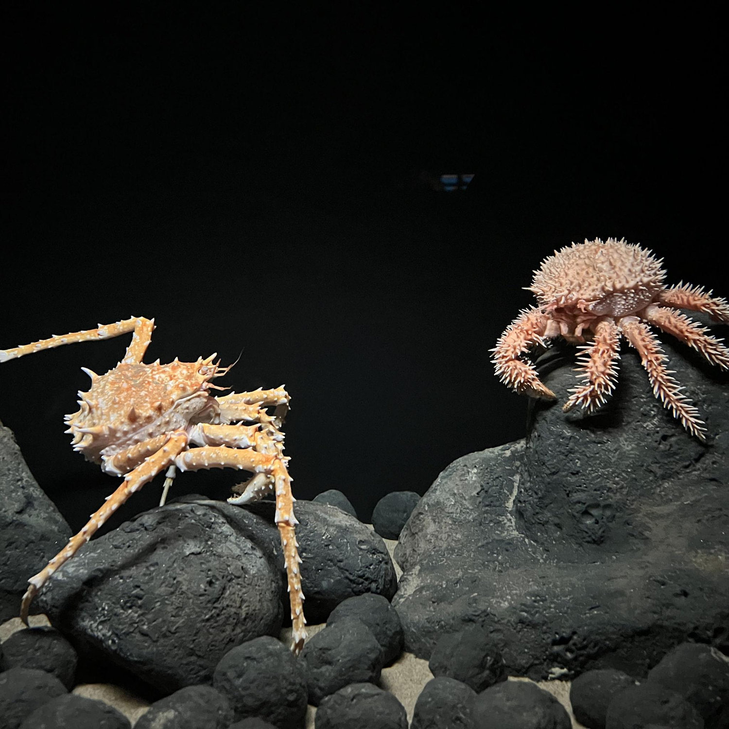 Jesus and me, if we were crabs.