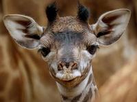 San Diego Zoo Safari Park