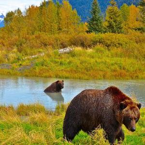 Bear Viewing Tour in Alaska