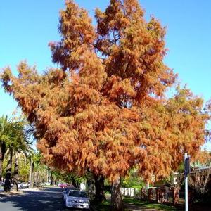 Plant a tree - Bald Cyprus