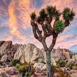 Joshua Tree National Park