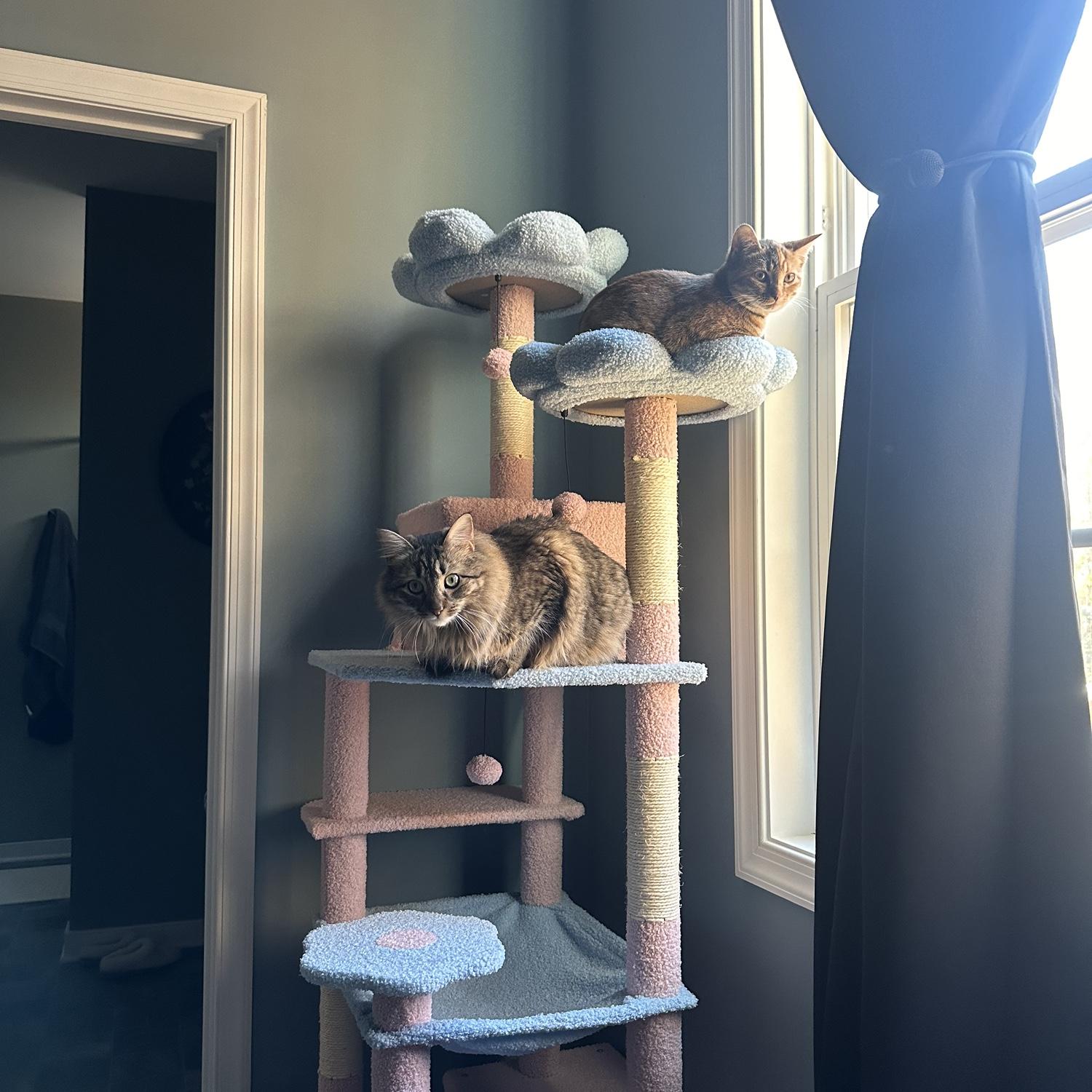 our girls (luna and tiny) were thrilled to see we are engaged, can’t you tell?