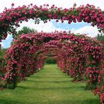 Elizabeth Park Rose Garden
